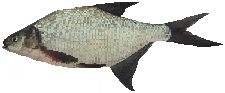 Bream