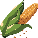 Corn