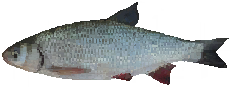 Dace