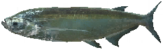 SabreFish