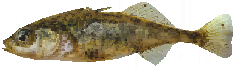 Stickleback