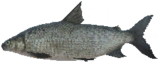 WhiteFish